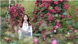 Triệu đóa hồng tô điểm thành phố trong mây Fansipan Legend