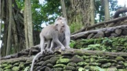  &#39;Rừng khỉ thiêng&#39; ở Bali