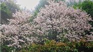 Chùm ảnh du lịch: Điện Biên ngập tràn sắc trắng mùa hoa ban
