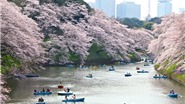 Chùm ảnh du lịch: Nhật Bản đẹp như tranh vẽ trong mùa hoa anh đào