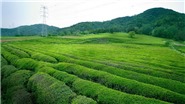 Vi vu Châu Á thưởng thức tinh hoa trà các nước